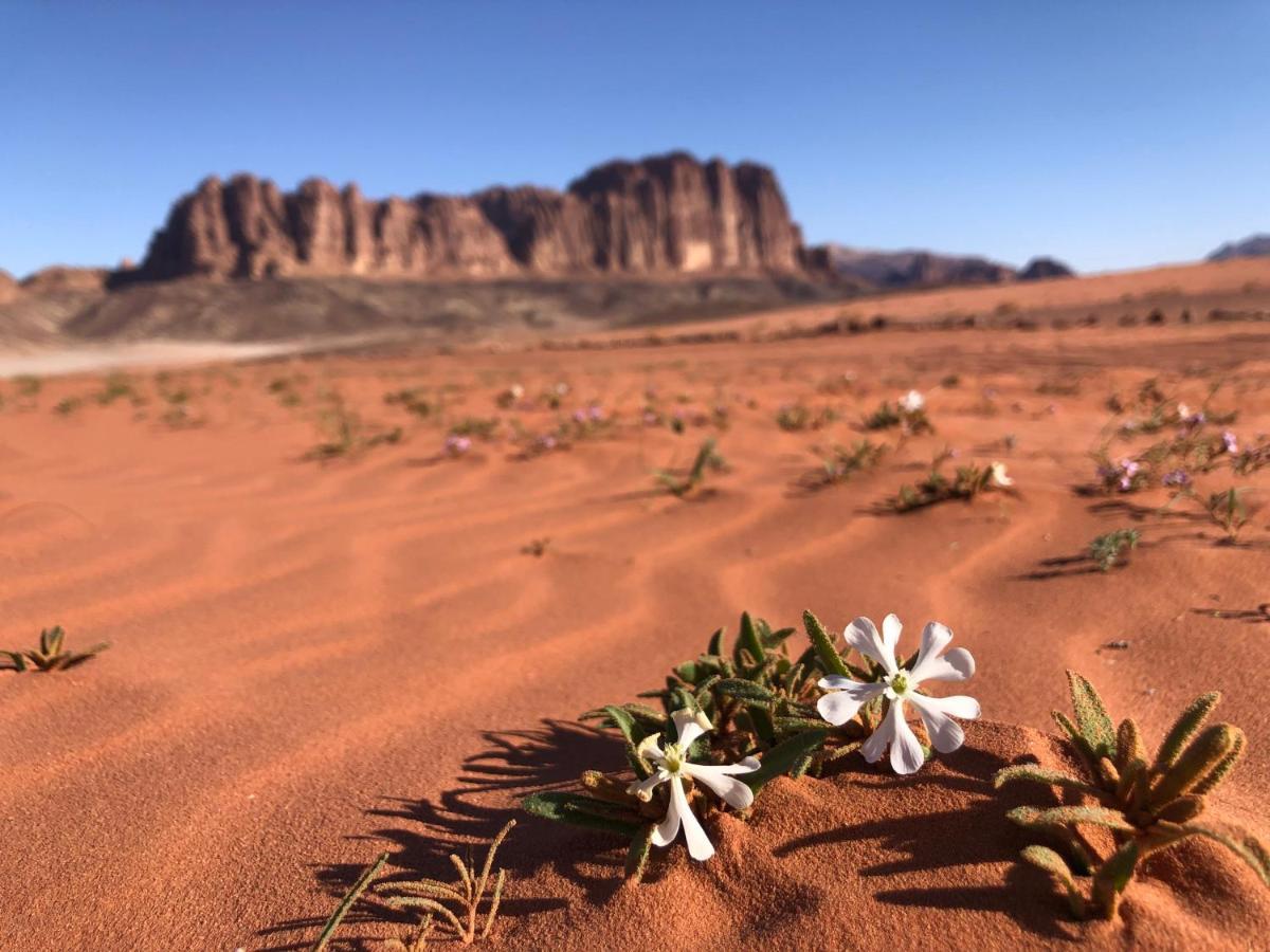 Salem Camp Hotel Wadi Rum Luaran gambar