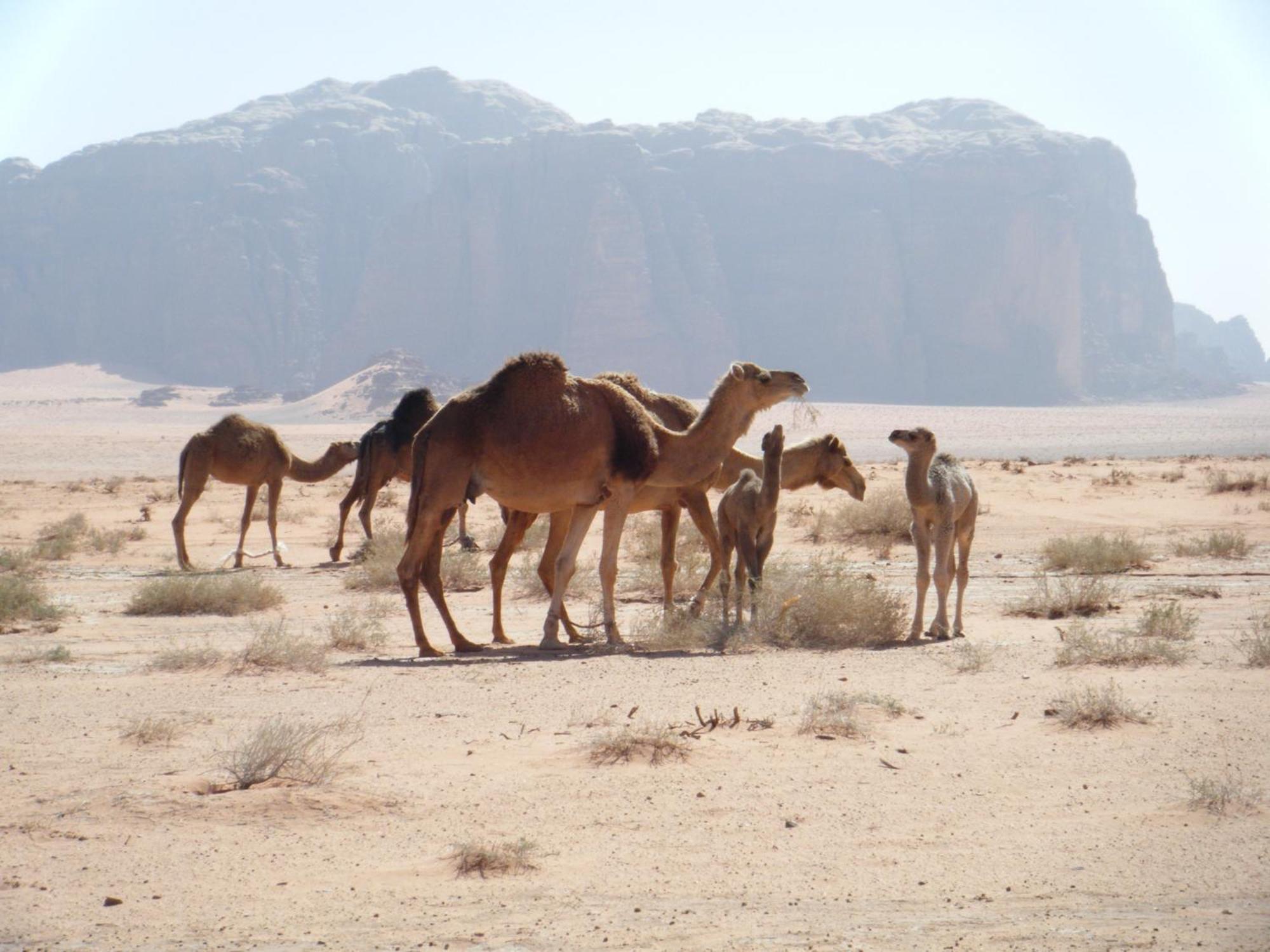 Salem Camp Hotel Wadi Rum Luaran gambar